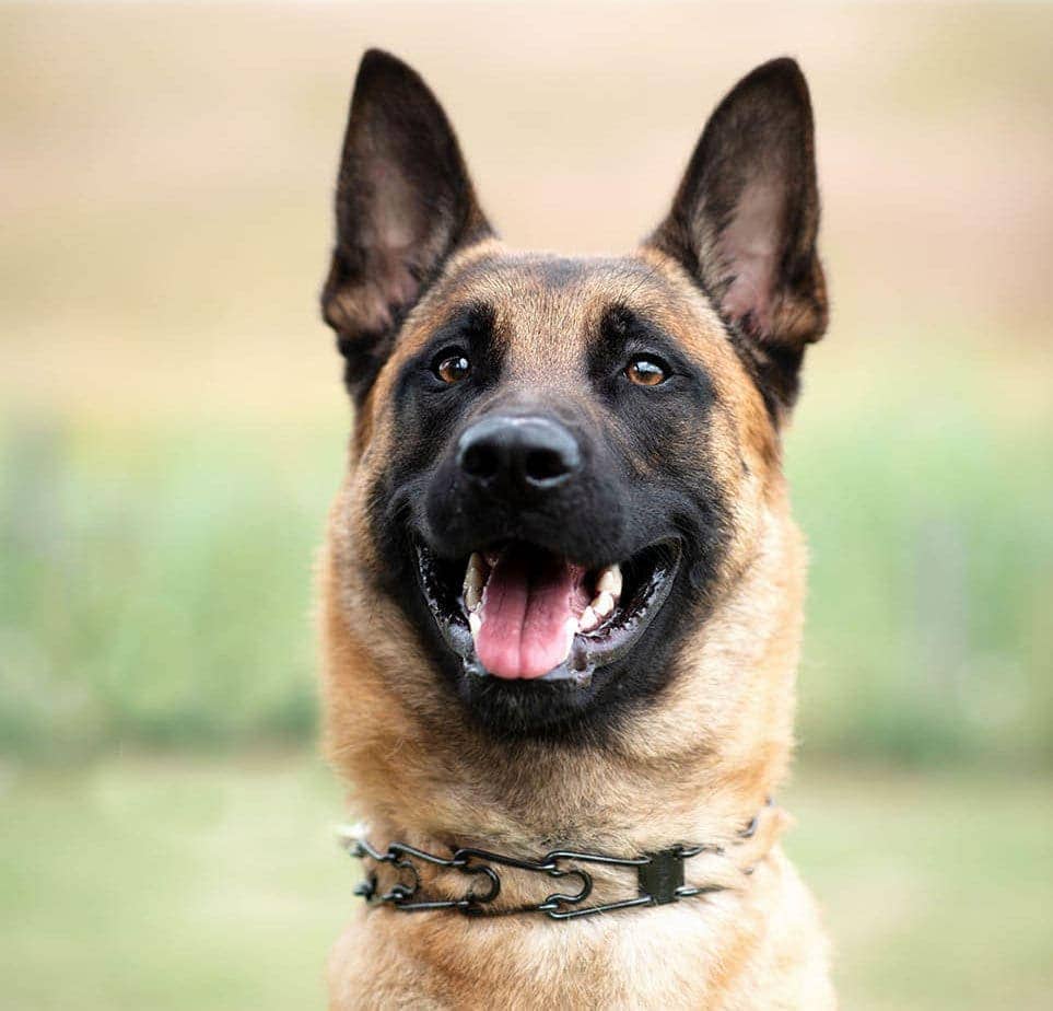 Belgian shepherd wearing prong collar