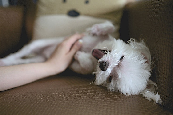 belly rub