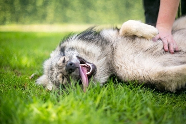 belly rub