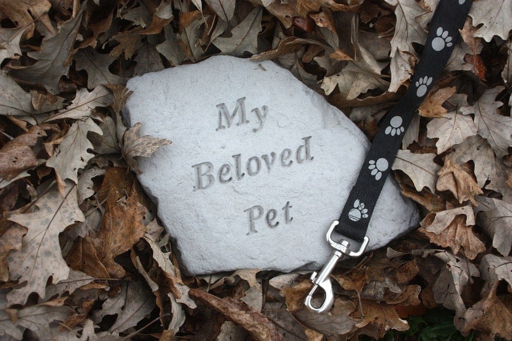 beloved pet 