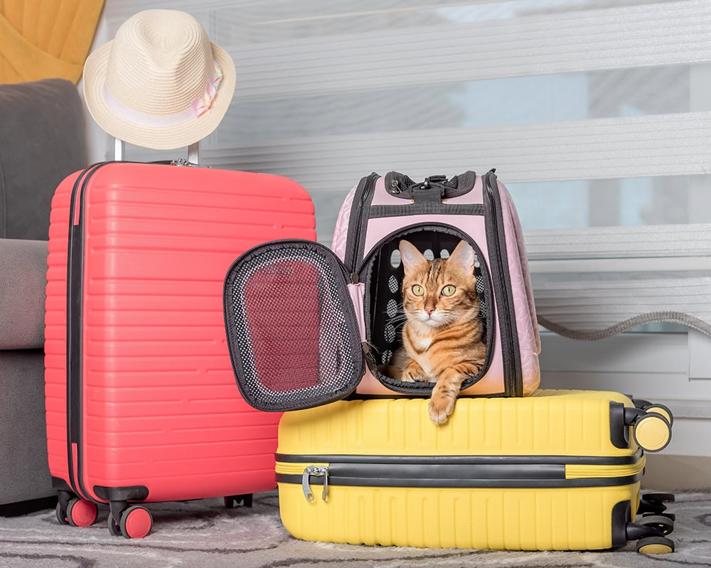 bengal cat inside a carrier on top of suitcase