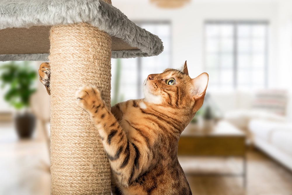 bengal cat using scratch tree