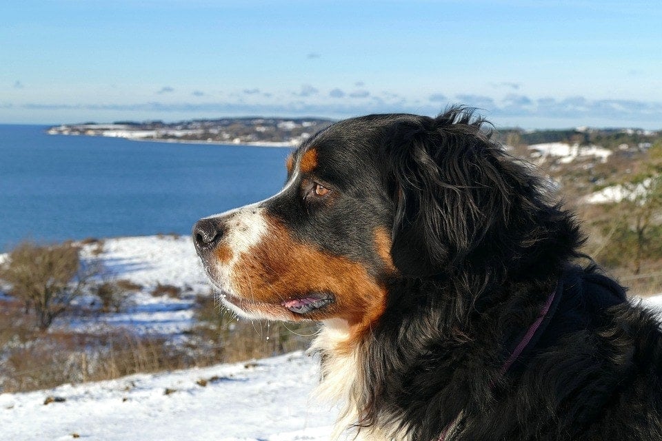 bernese-mountain-dog