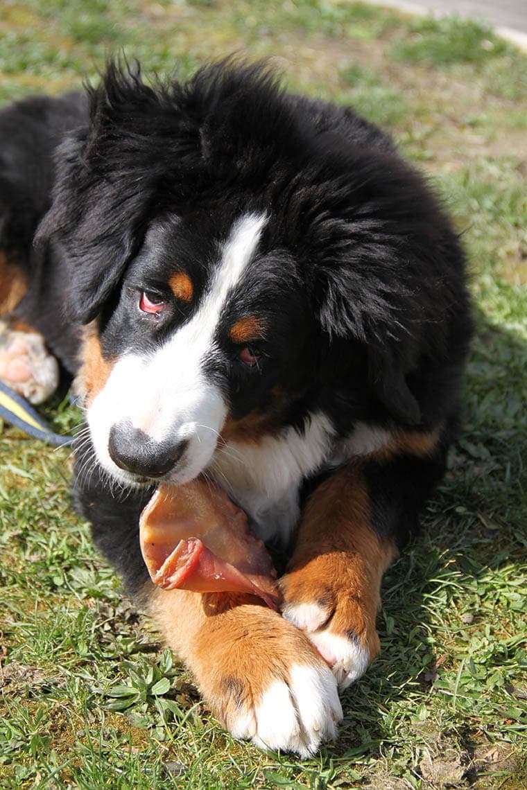 bernese mountain eating pig ear