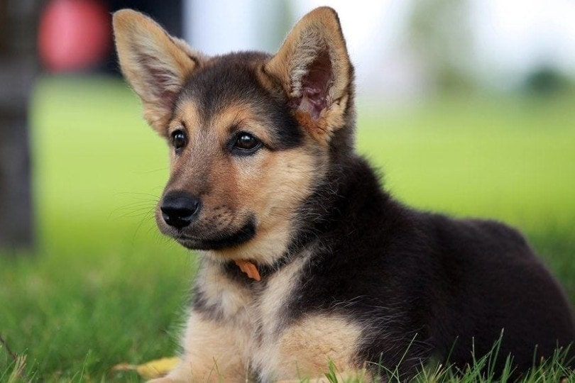 bi color german shepherd puppy
