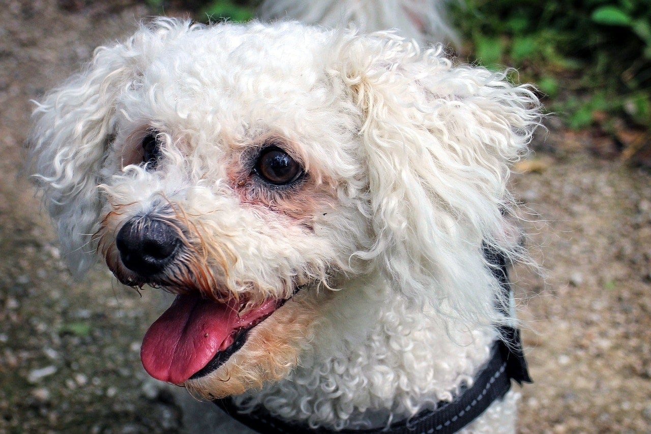 White Bichon Frise