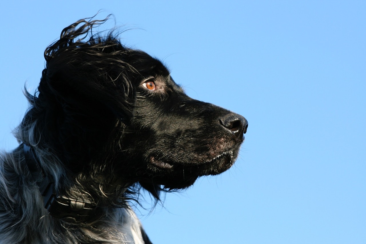 black Munsterlander close up