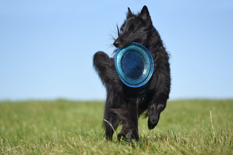 black adult belgian sheepdog