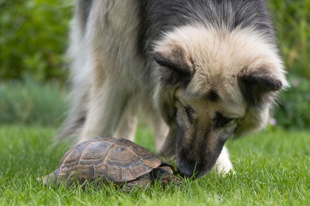 black and cream german shepherd with turtle