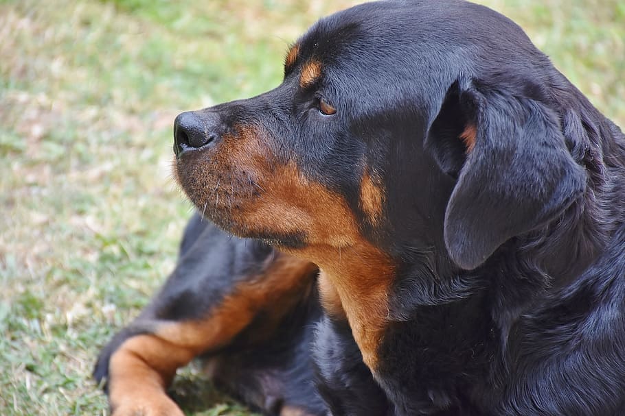 black and rust rottweiler