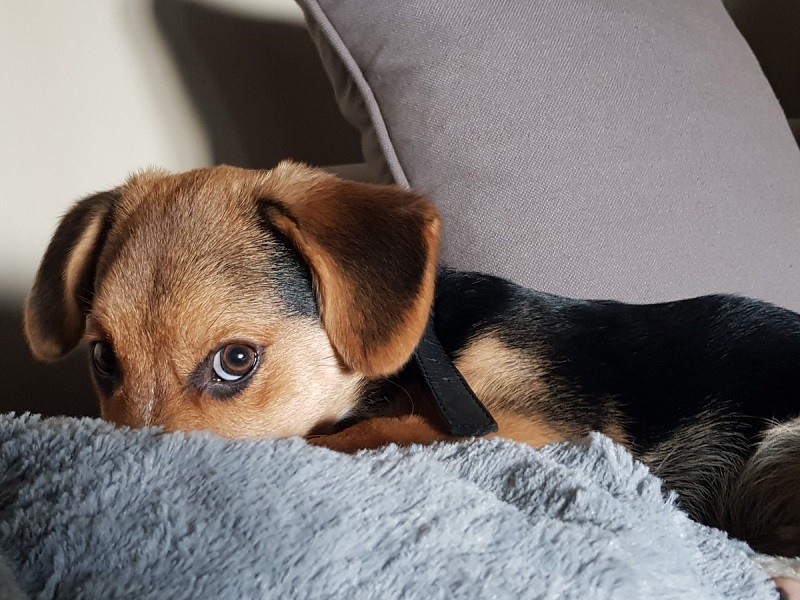black and tan beagle