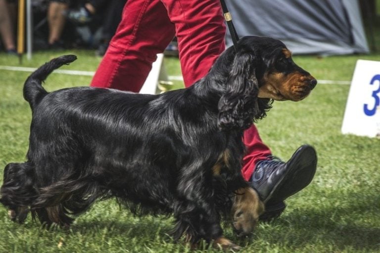 16 Incredible Cocker Spaniel Facts You'll Love to Discover | Hepper Pet ...