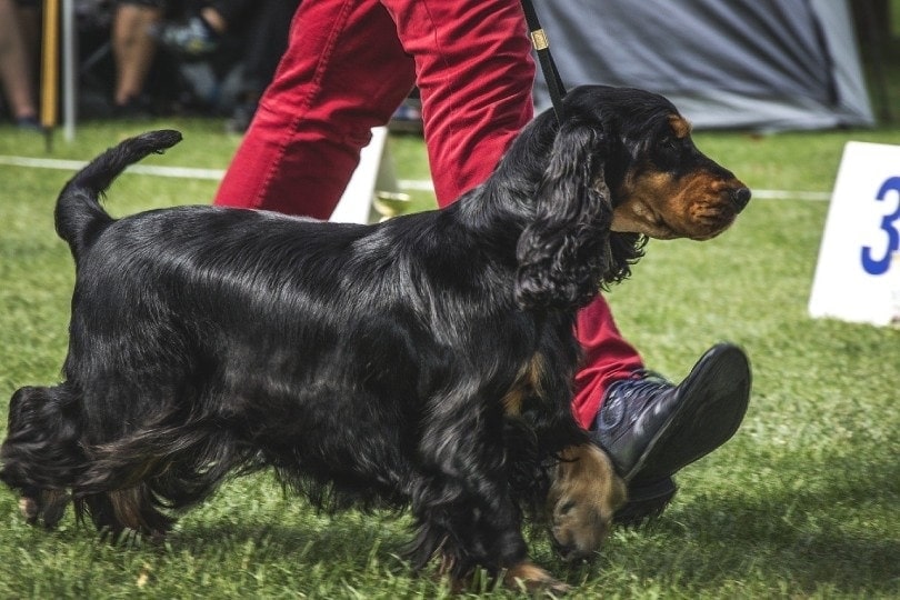 black and tan cocker spaniel