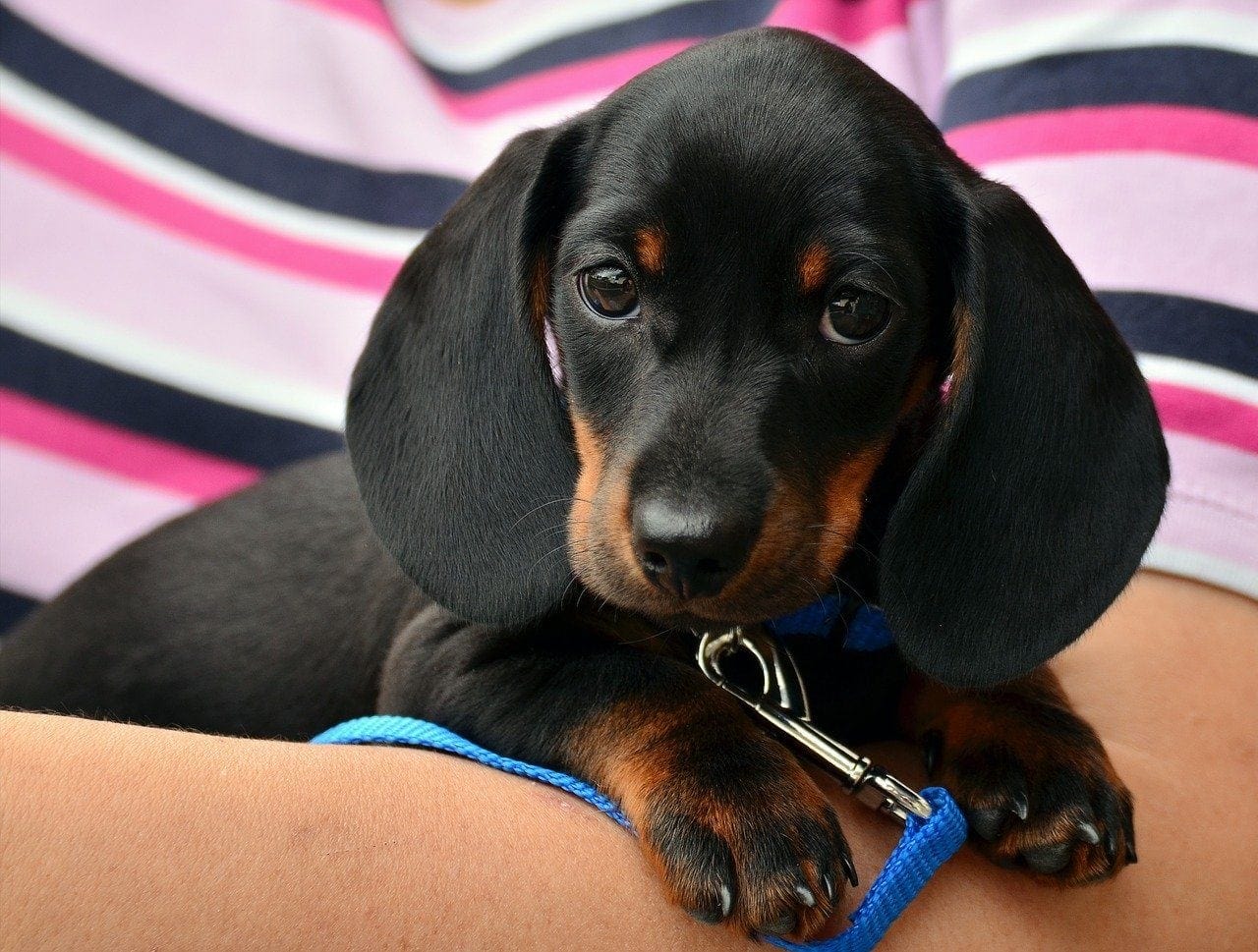 black and tan dachshund
