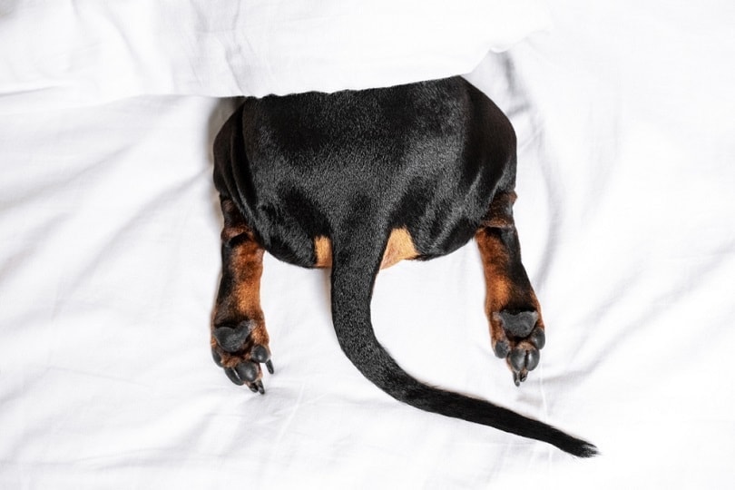 black and tan dog butt_Masarik_shutterstock