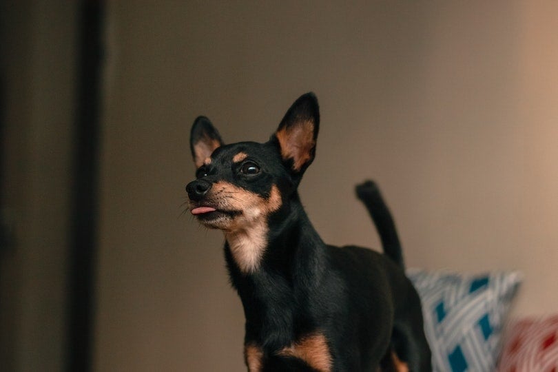 miniature pinscher