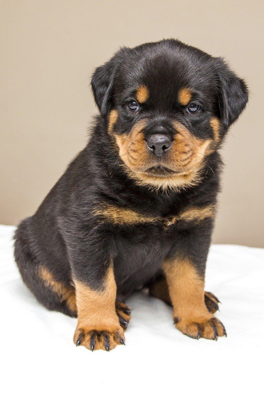 black and tan rottweiler puppy