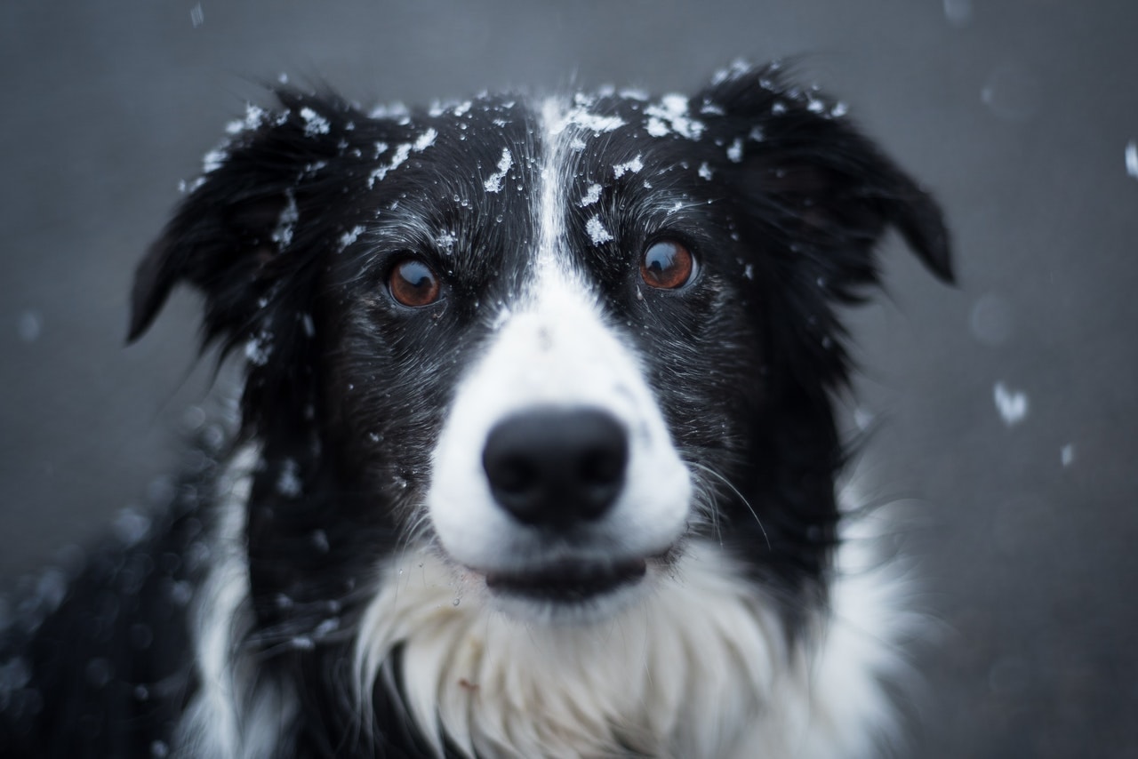 black and white border collie