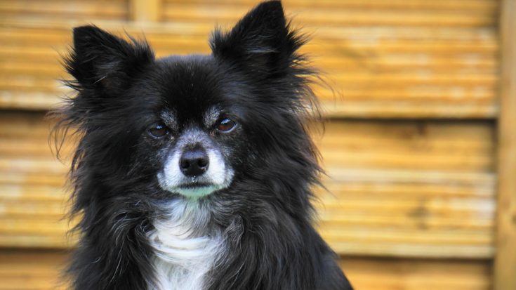 black and white chihuahua long haired