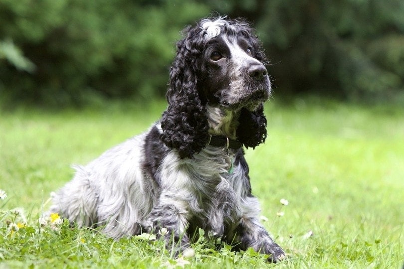 black and white cocker spaniel