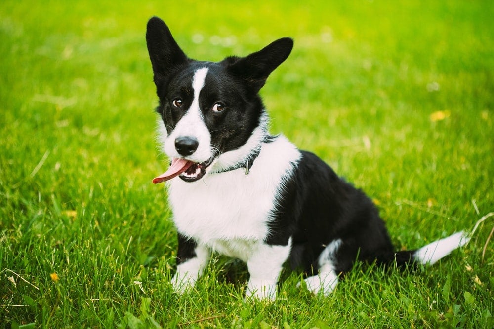 black cardigan corgi sitting on the grass