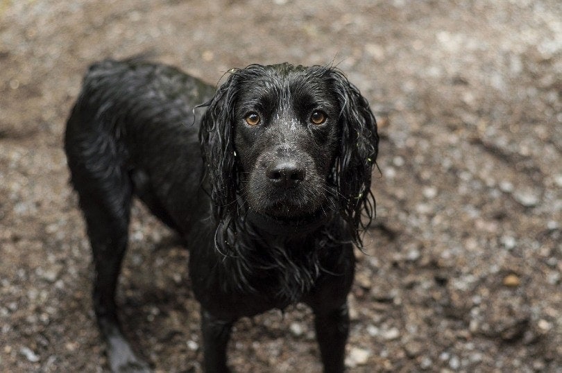 black cocker spaniel