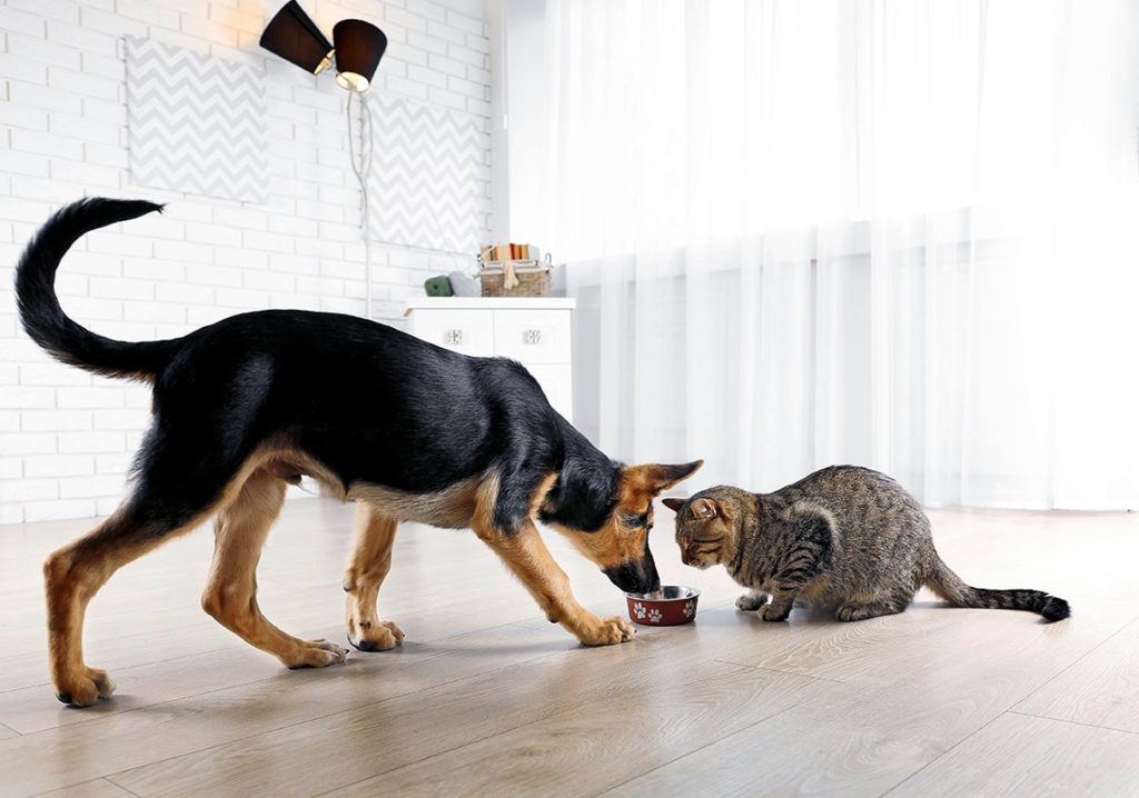 black dog eating cat food