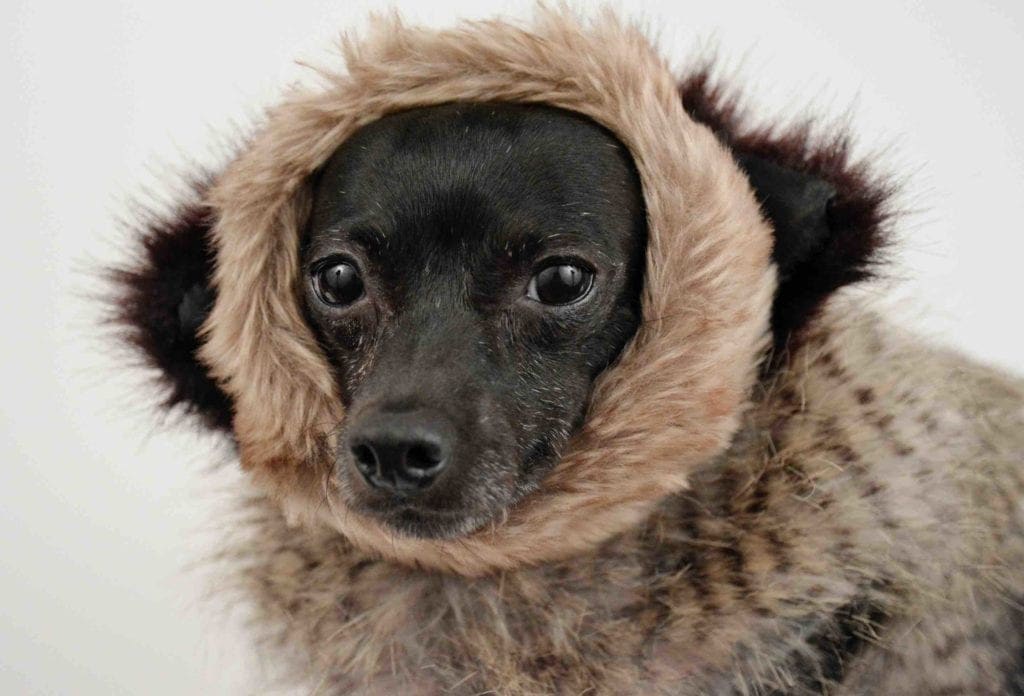 black dog in fur coat designer