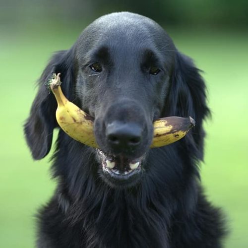 black dog with banana