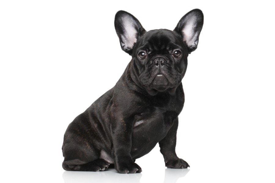 black french bulldog