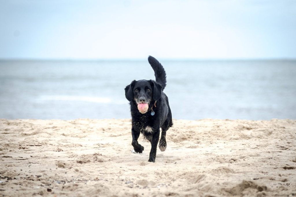 black labradinger running