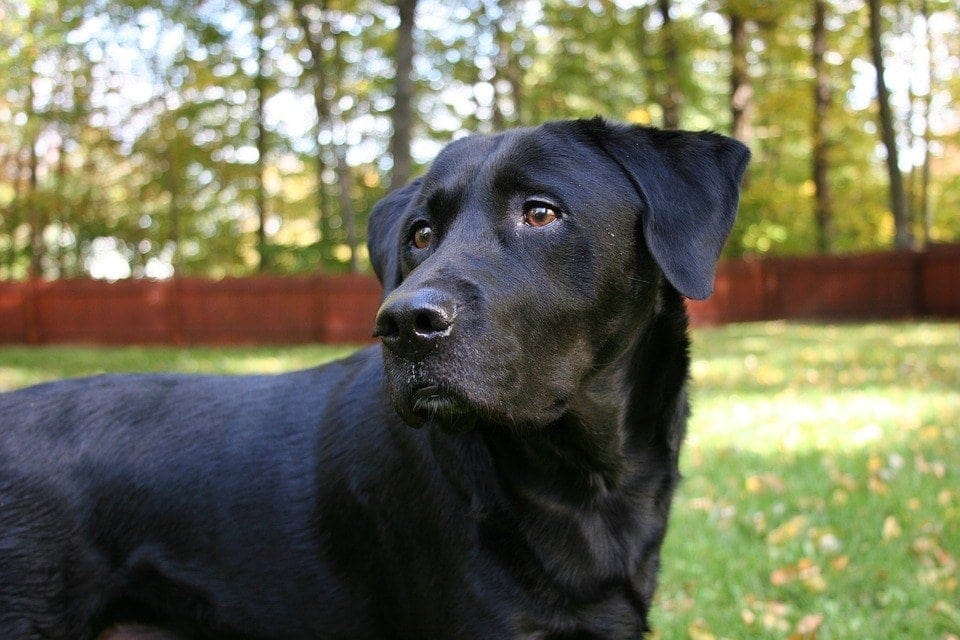 black labrador retriever