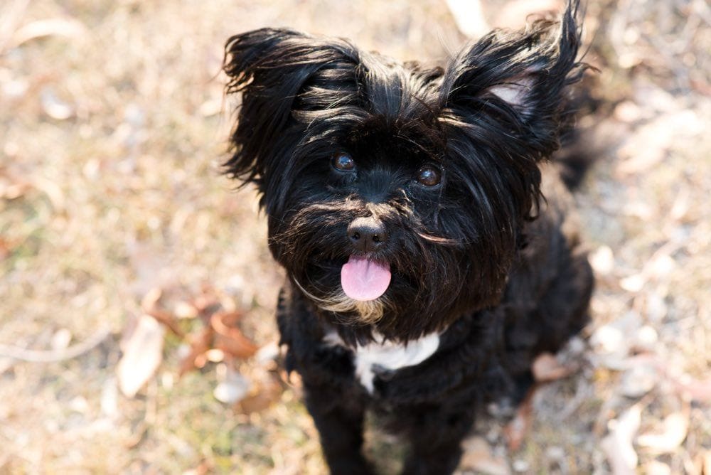 black lhasapoo
