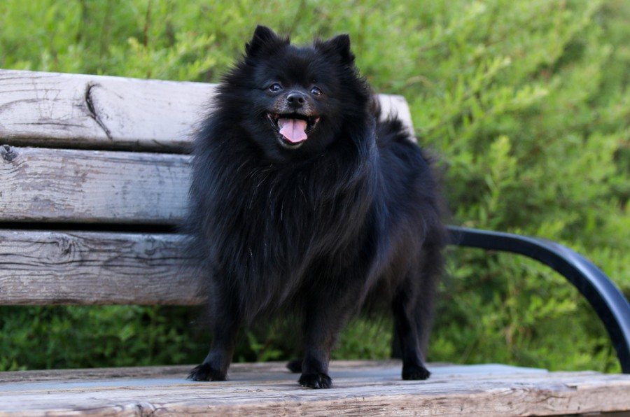 black pomeranian