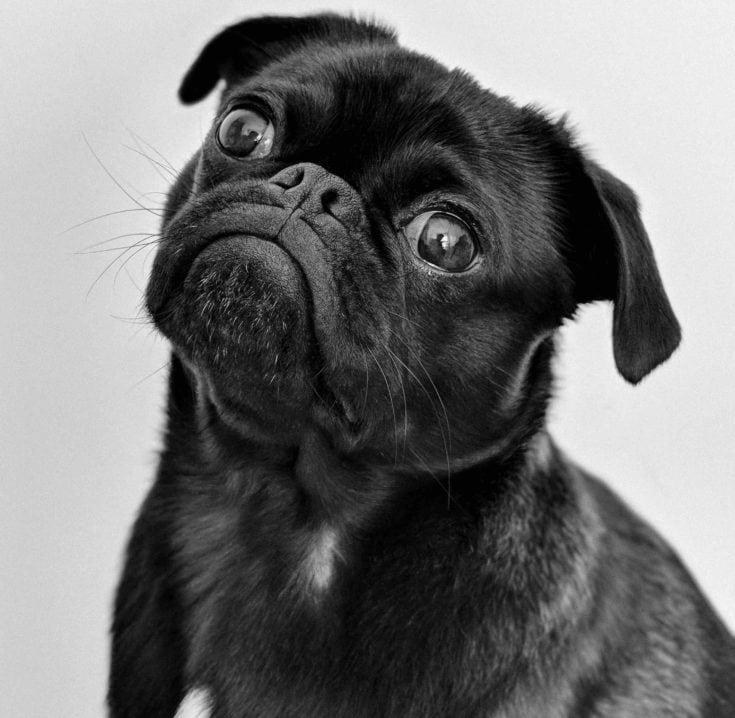 funny black pug