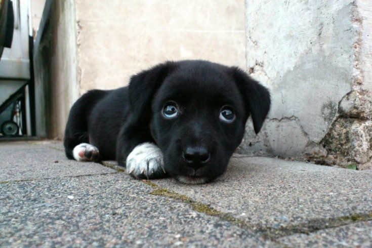 black puppy cute