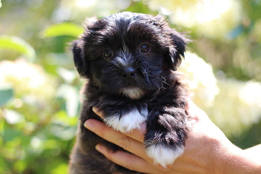 black shichon