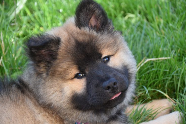 black tan brown puppy