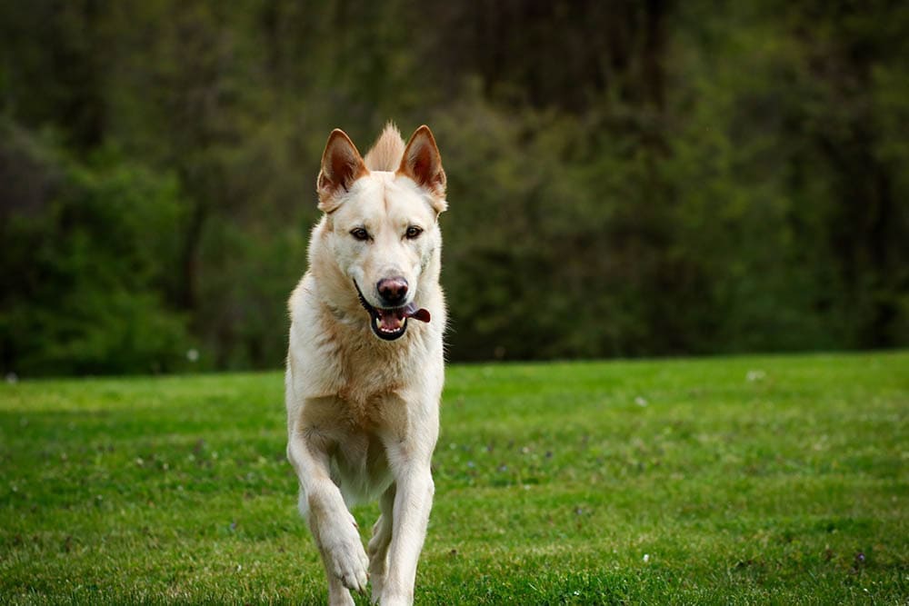 Blonde German Shepard dog running