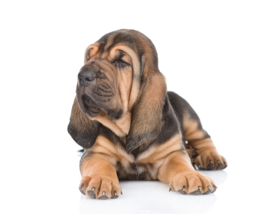 bloodhound puppy