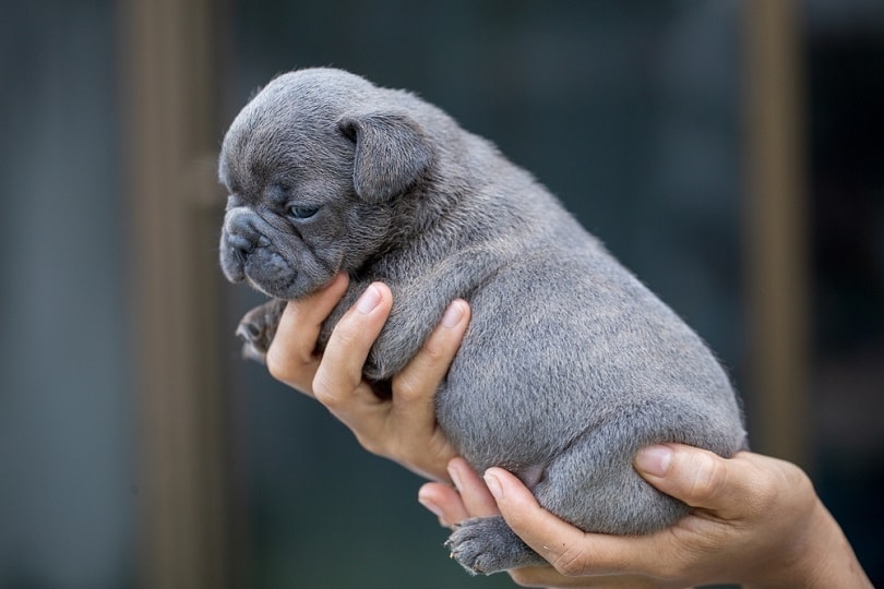 blue Puppy French bulldog_Jantanee Boonkhaw_shutterstockk