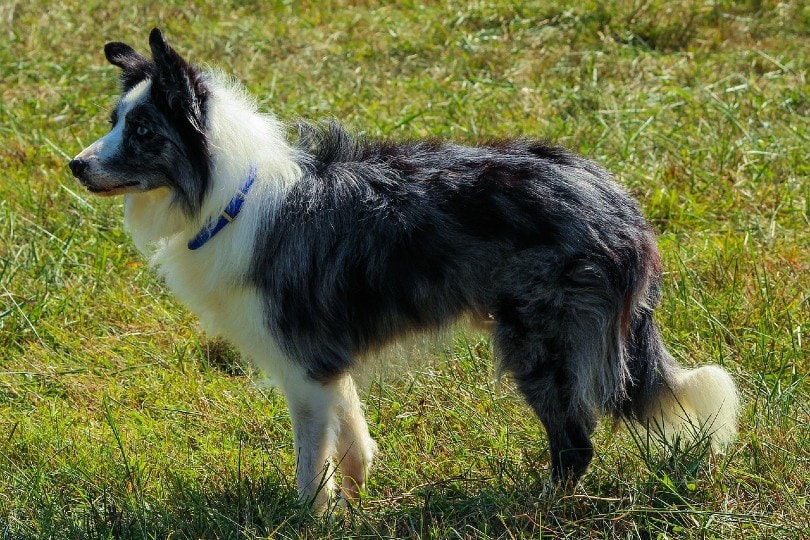 blue and white border collie
