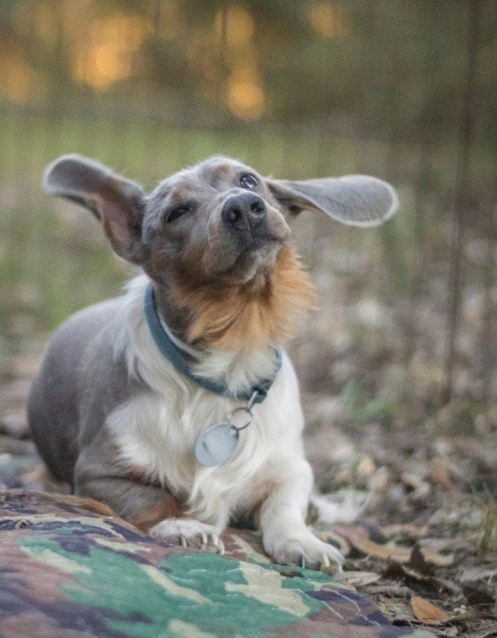 blue dachshund shaking his head