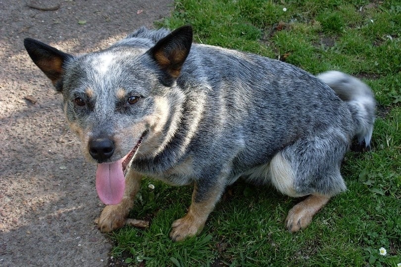 blue heeler dog