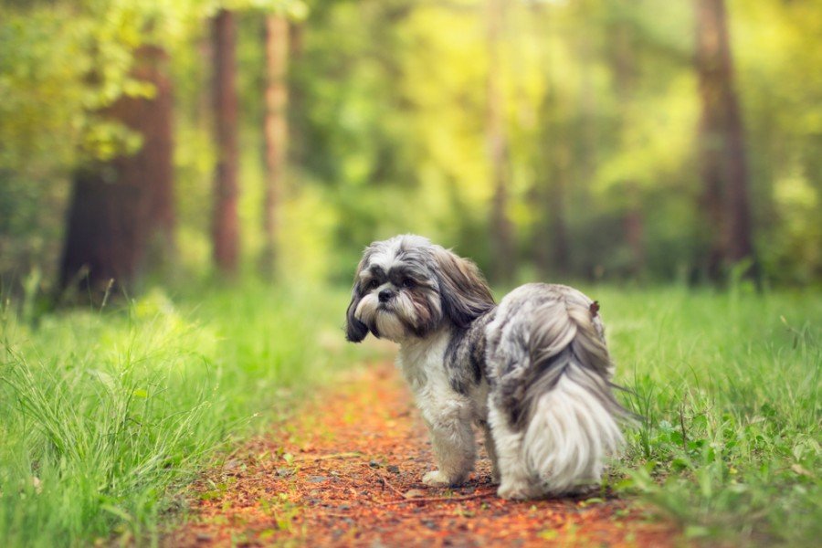 silver shih tzu
