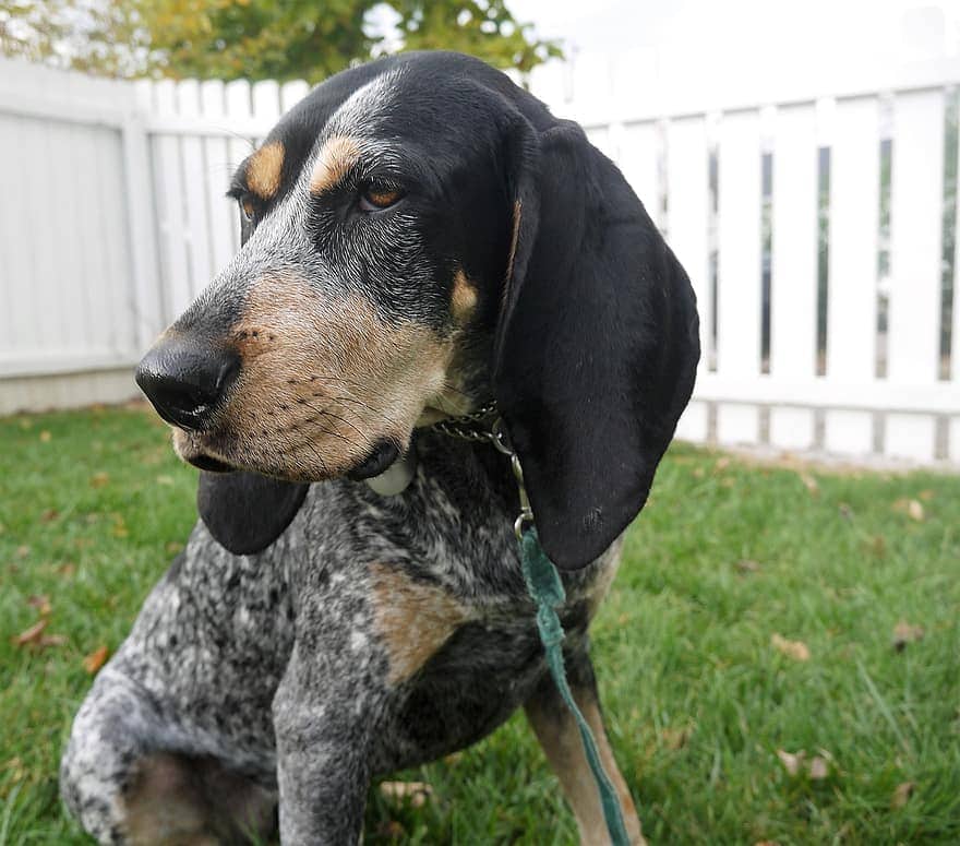 bluetick coonhound close up
