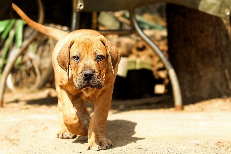 A Boerboel puppy