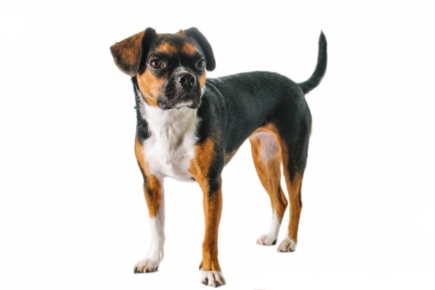 Boglen 24 Beagle Mixed Breeds (With Info & Pictures) | Hepper Pet Resources