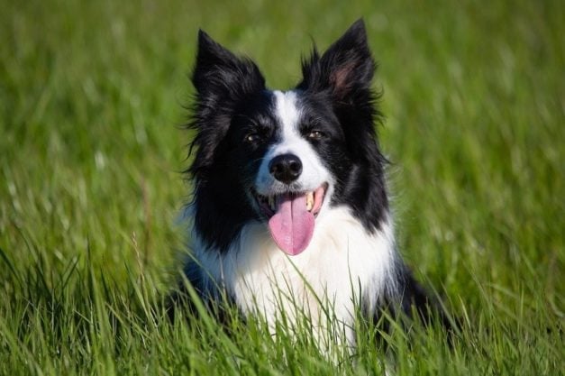 How to Potty Train a Border Collie: 11 Expert Tips & Advice | Hepper ...