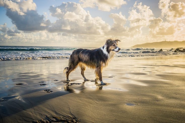 border collie on the beach